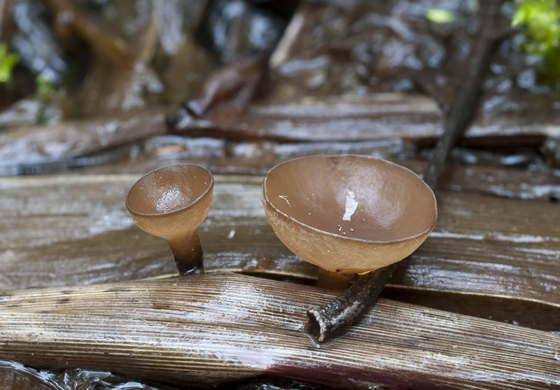 Myriosclerotinia scirpicola